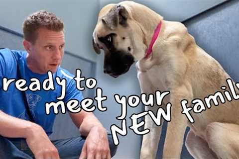 Watch this Puppy Discover Love for the First Time