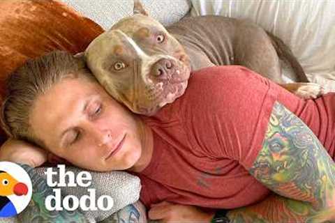 Six Reasons Why We're Obsessed With Pit Bulls ❤️ | The Dodo
