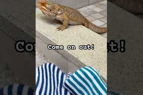 Good boy 😍 #beardeddragon #petlizard #training #challenge #reptile #lizard #pet #animal #shorts