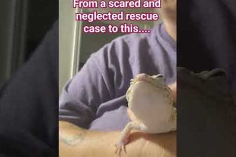 Stitch deserves love. #gecko #pets #reptile #rescue #reptilerescue #love #leopardgecko #exotic #pet