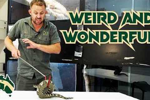 Most BIZARRE Exotic Reptiles Arrive At Park! | Venom Diaries