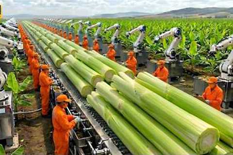 Inside the Largest U.S. Factory: High-Tech Banana Stem Processing You’ve Never Seen (Full Process)