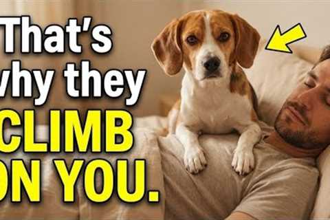 Dog Behavior Explained | Why Dogs Suddenly Sit on You — The Surprising Reason