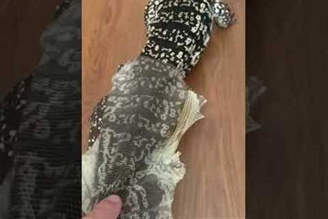 Lizard Tegu Enclosure Shedding Skin #lizard #shedding #teguenclosure #beardeddragonlife