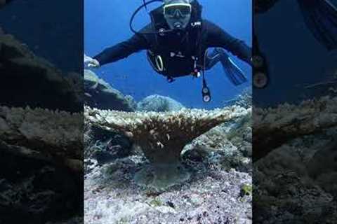 Fun Dive Compilation | Dive in Komodo #labuanbajo #scubadiving #scuba #turtle  #underwater #shorts