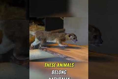 Why Illegal Exotic Pets Can't Be Released into the Wild: An Animal Sanctuary’s Reality!