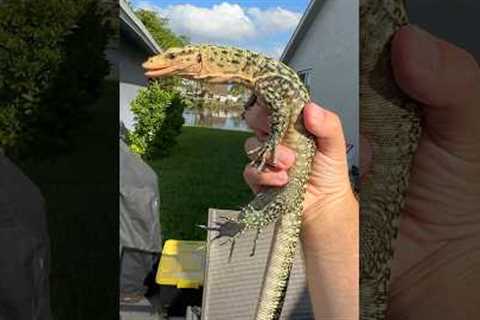 Feeding my Monitor🦎#quincemonitor #lizard #reptile #reptiles #animal #animals #pets #fyp