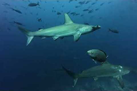 Galapagos Scuba Diving Safari - June 2025