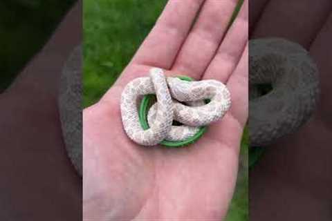 Little too big for his bed now ❤️‍🔥#animals #snake #reptile #pets #lizard #exotic