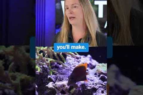 Best First Fish for Your Reef Tank (Beginner’s Guide to a Thriving Saltwater Aquarium)