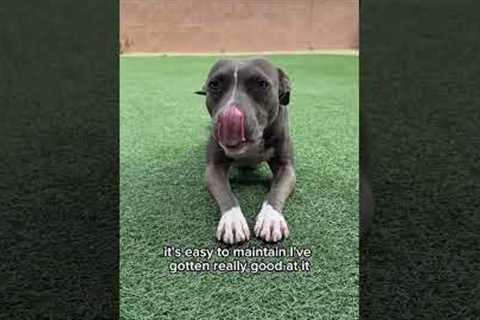 My hobbies #dogs #shortsvideo #pitbull #funnypets