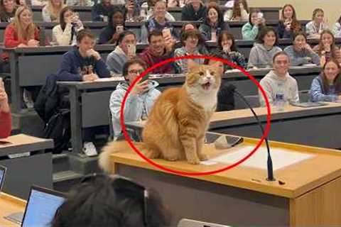 When God Gifts You a Genius Cat 😲😹 Funny Cat Videos 2025