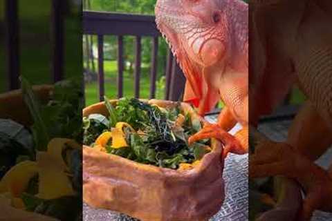 Lunch for dragon 🧡 #dragon #lizard #reptile #orange #iguana #pet