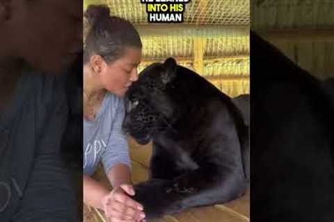 This Pet Jaguar gave its Owner Kisses❤️