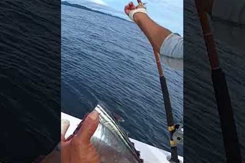 This ain't shark bait!
