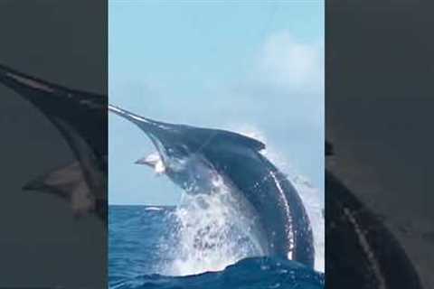 Monster black marlin on the line! Watch fishing🔥#marlinfishing # #biggamefishing