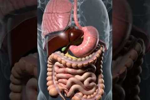 How Your Digestive System Works | Amazing Journey of Food Through Your Body#shorts