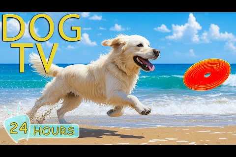 DOG TV: Videos Entertain All Day for Dogs to Watch When Home Alone - Best No-Stress Music for Dogs
