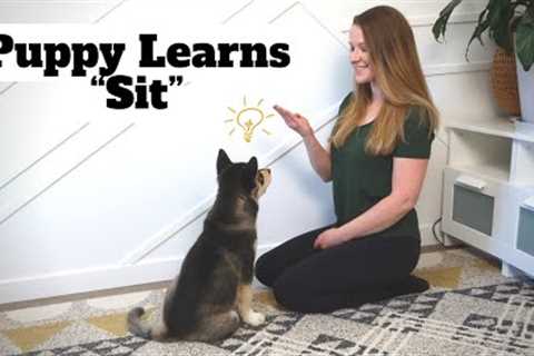 How to Train Your Puppy to Sit: Step-By-Step Tutorial