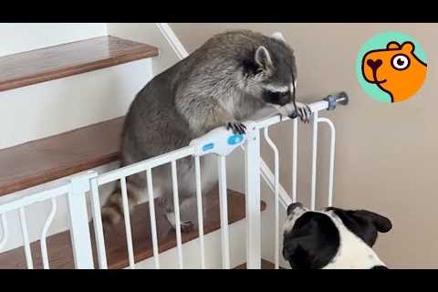 5 Animal Friendships That Shouldn’t Work, But They Do Cuddle Buddies
