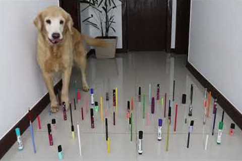 Obstacle Challenge CAT vs DOG