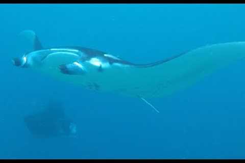 Maldives Scuba Diving Trip Video - Fall 2015 Short Length