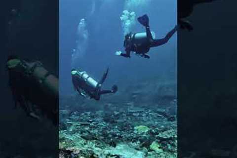 Komodo Dive Trip with La Galigo Liveaboard
