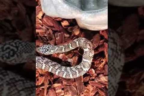 Brooks kingsnake!!🐍🐍 #shorts #reptiles #snakes #animals