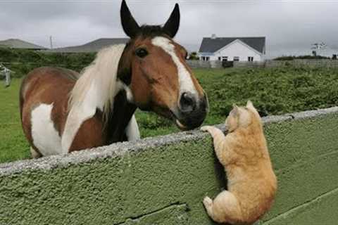 When Kitten Runs the Stable Now 🐱 Funny Cat Videos 2025 Ever!