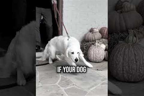 Top 4 Mistakes Making Your Dog Leash Reactive!