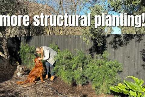 Planting a Living Privacy Wall 🌿 | Podocarpus for Garden Structure