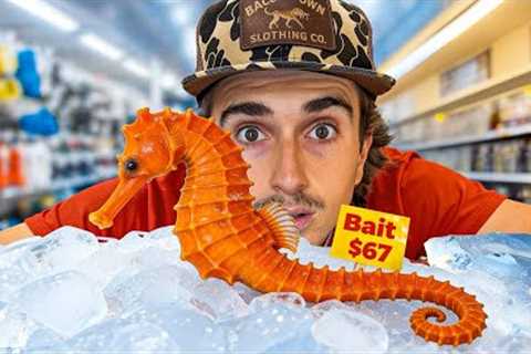 I Raised a Grocery Store Seahorse as a Pet