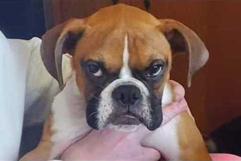 The FUNNY PUPPIES on the Planet! 🌍🤣 Funny Animals Video