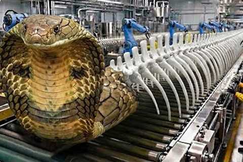 Inside the Modern Cobra Skeletons Factory: From Raw Skeletons to Medicine Capsules (Full Process)