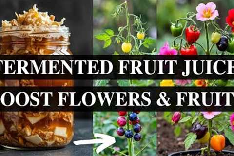 DIY Fermented Fruit Juice. This Ancient Liquid Revives Dead Soil Instantly &amp; Boosts Flowers..