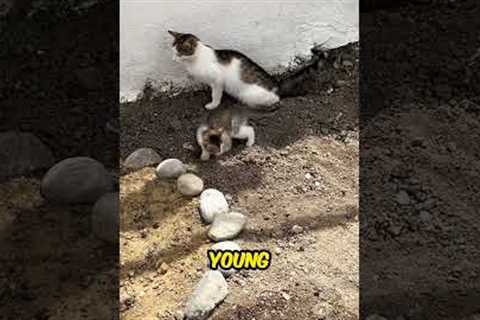 Kitten’s Adorable Toilet Training Attempt