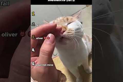Top 5 Funniest Cat Moments (Part 3)