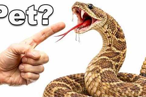 I KEEP A VENOMOUS RATTLESNAKE AS A PET! (Don't Try This!)