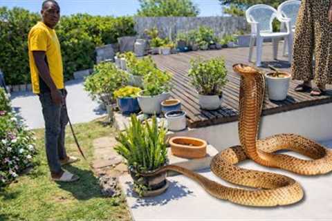 HUGE Deadly Snake In Her Yard