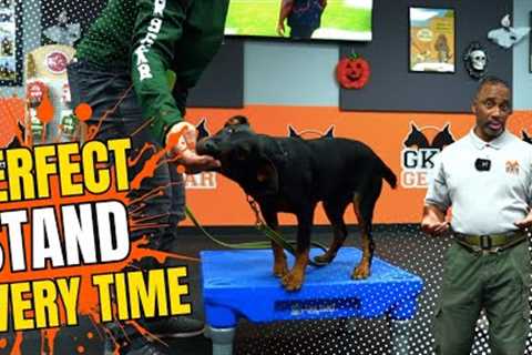 How to Teach Your Dog to Stand on Command | Platform Training Made Easy