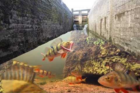 Fishing Canal LOCKS With An UNDERWATER CAMERA! So many FISH!