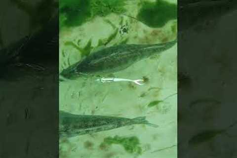 BIG zander underwater
