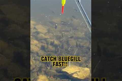 4-Step Program To Catch Bluegill FAST!! 🎣🐟 #shorts #fishing #bluegill