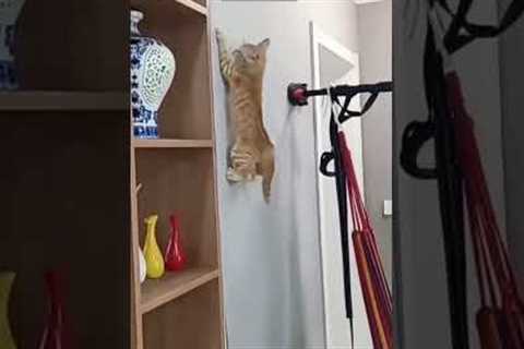 Funny Cat 🐈‍⬛ funny cats fighting ❤️ # Part 3771