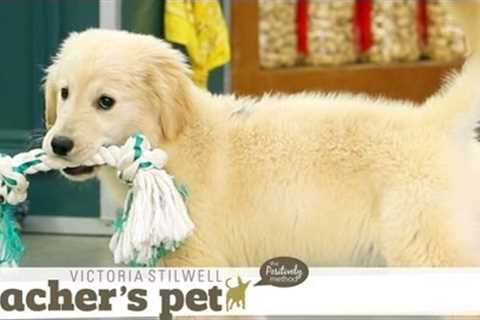 Puppy Mouthing (Training Basics) | Teacher's Pet With Victoria Stilwell