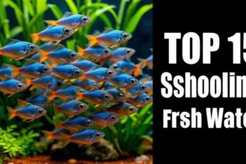 10 Best Schooling Fish for Freshwater Aquariums:  Peaceful Species to Transform Your Tank