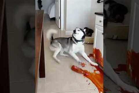 Max! What have you done? #cute #funny #pets #dog #cat #cat #funny #cute #animals #cat #dog #Max #Mia