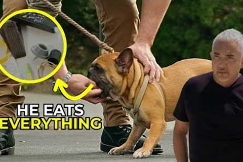 Why I Train Humans, Not Dogs | Better Human Better Dog | S03E03