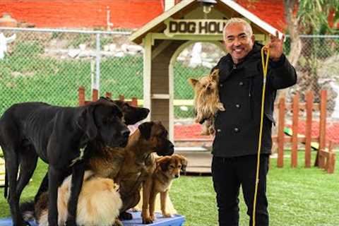 CESAR MILLAN TEACHES YOU HOW TO USE THE LEASH!