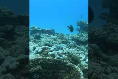 Exploring scuba dive 🤿 🧜‍♀️🐳 #scubadive #diving #travel #seychelles